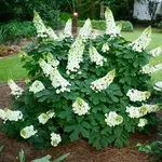Hydrangea Ruby Slippers 3G