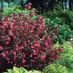 Weigela  Wine & Roses 2G