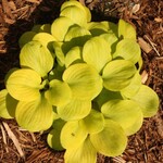 Hosta Sun Mouse QT