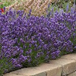 Lavender Super Blue QT
