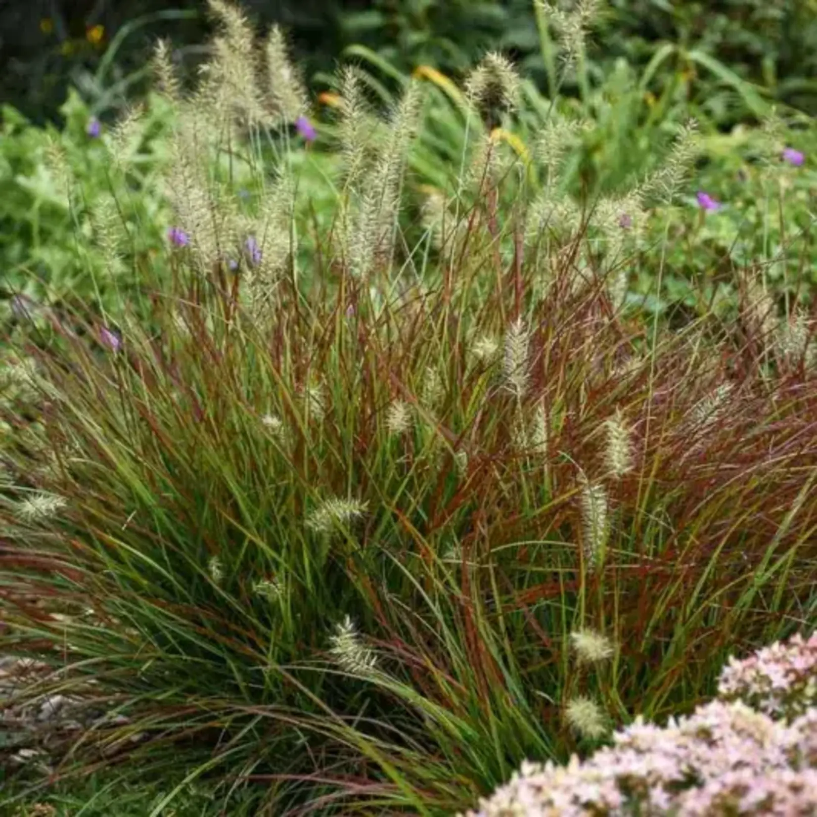 Grass Fountain 'Burgundy Bunny' 1Gal