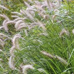 Pennisetum alopecuroides Hameln Fountain Grass 1G