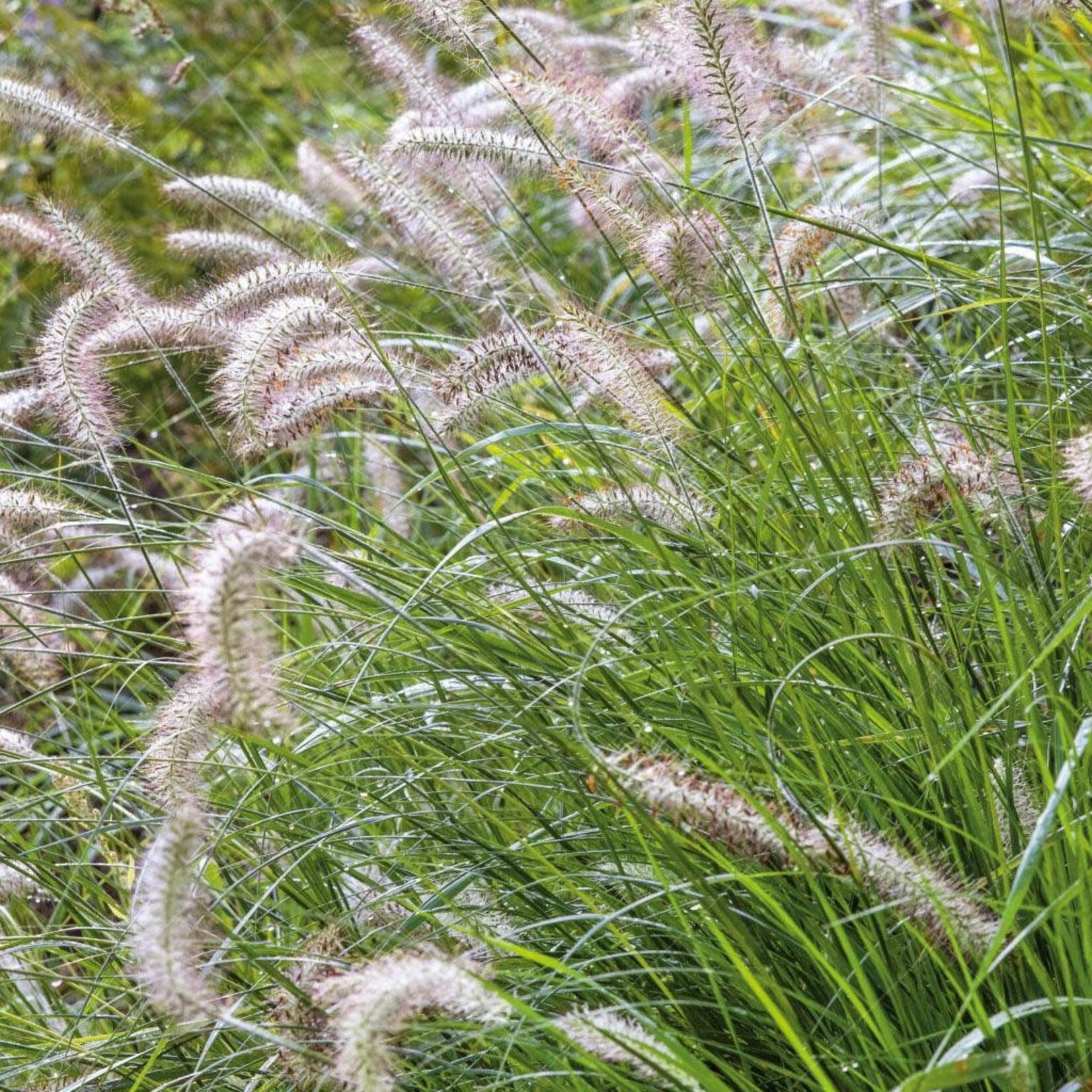 Pennisetum alopecuroides Hameln Fountain Grass 1G
