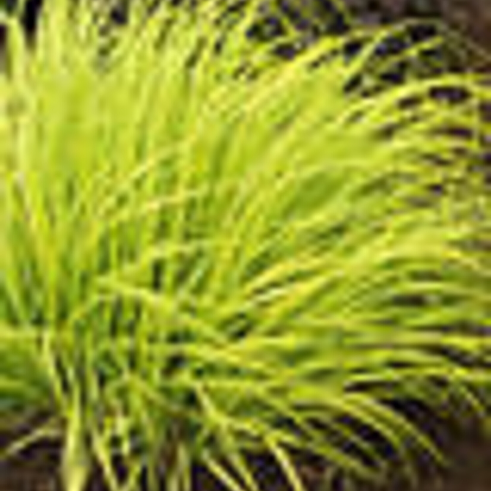 Fountain Grass Lemon Squeeze 2G