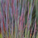 Schizachyrium s Standing Ovation Little Bluestem 1G