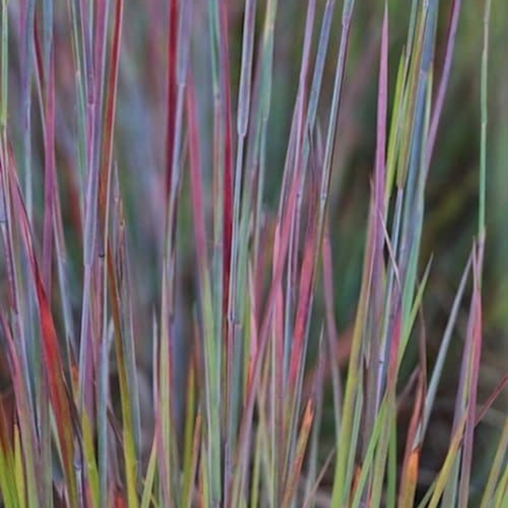 Schizachyrium s Standing Ovation Little Bluestem 1G