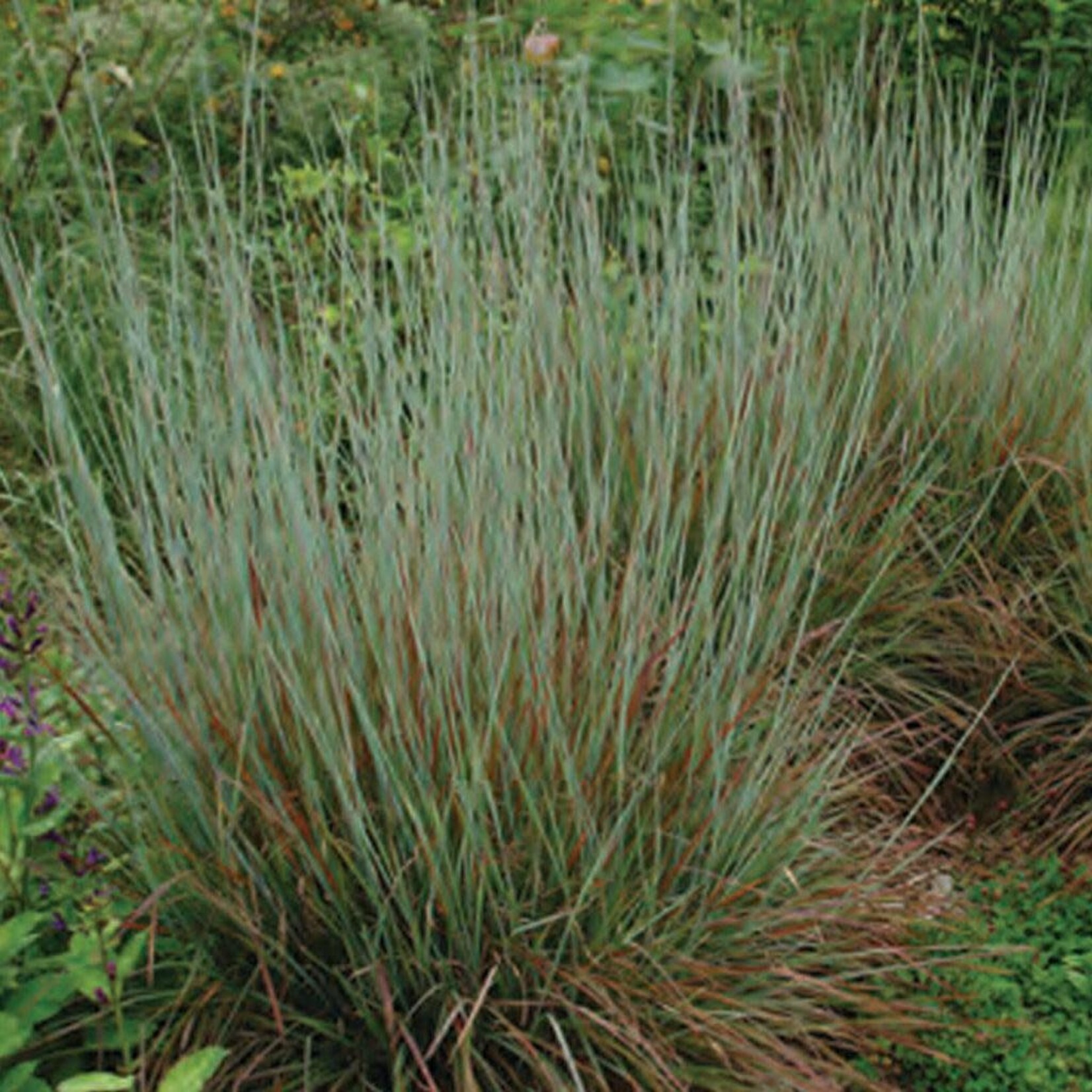 Schizachyrium s Standing Ovation Little Bluestem 1G