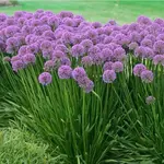 Allium / Millenium Ornam. Onion 1Gal.