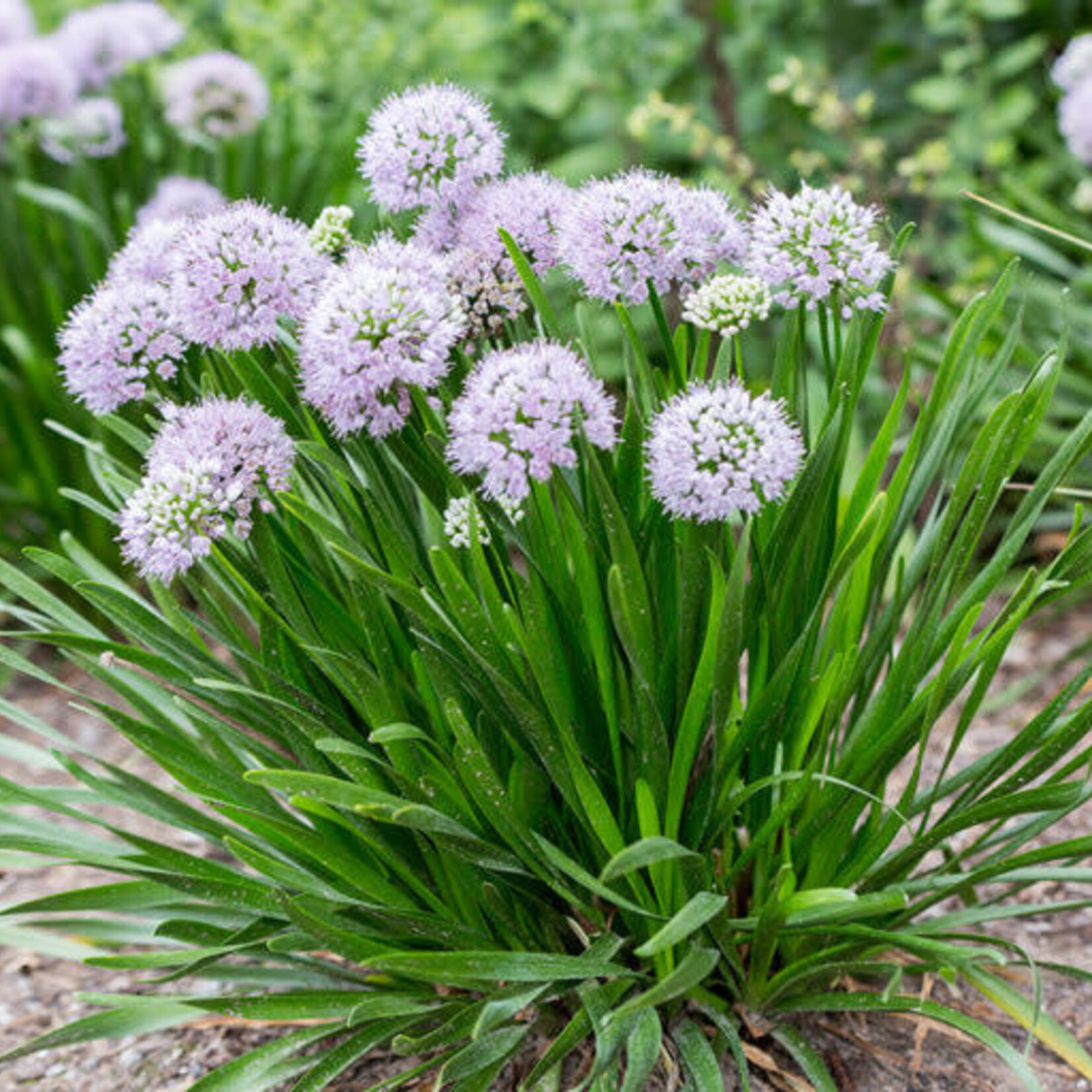 Summer Peek-a-Boo Onion 1G