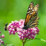 Cinderella Milkweed 1G
