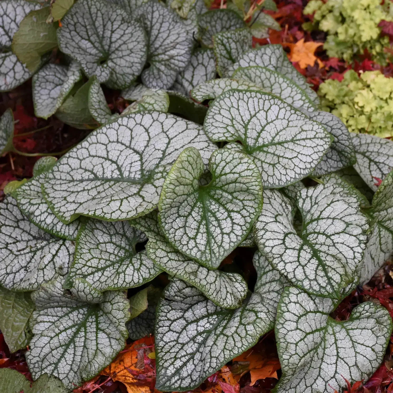 Brunnera m  Jack of Diamonds Heartleaf Brunnera 1G