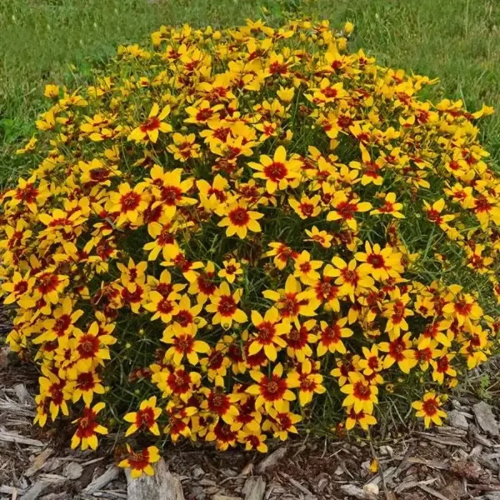 Curry Up Coreopsis 1G