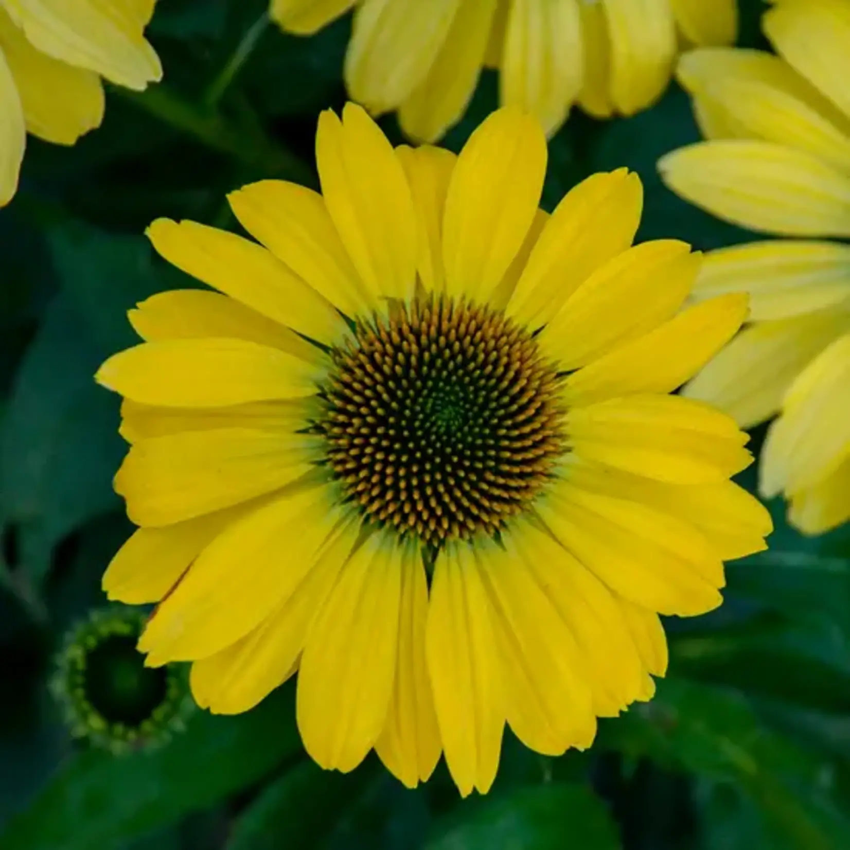 Canary Feathers Cone Flower 1G
