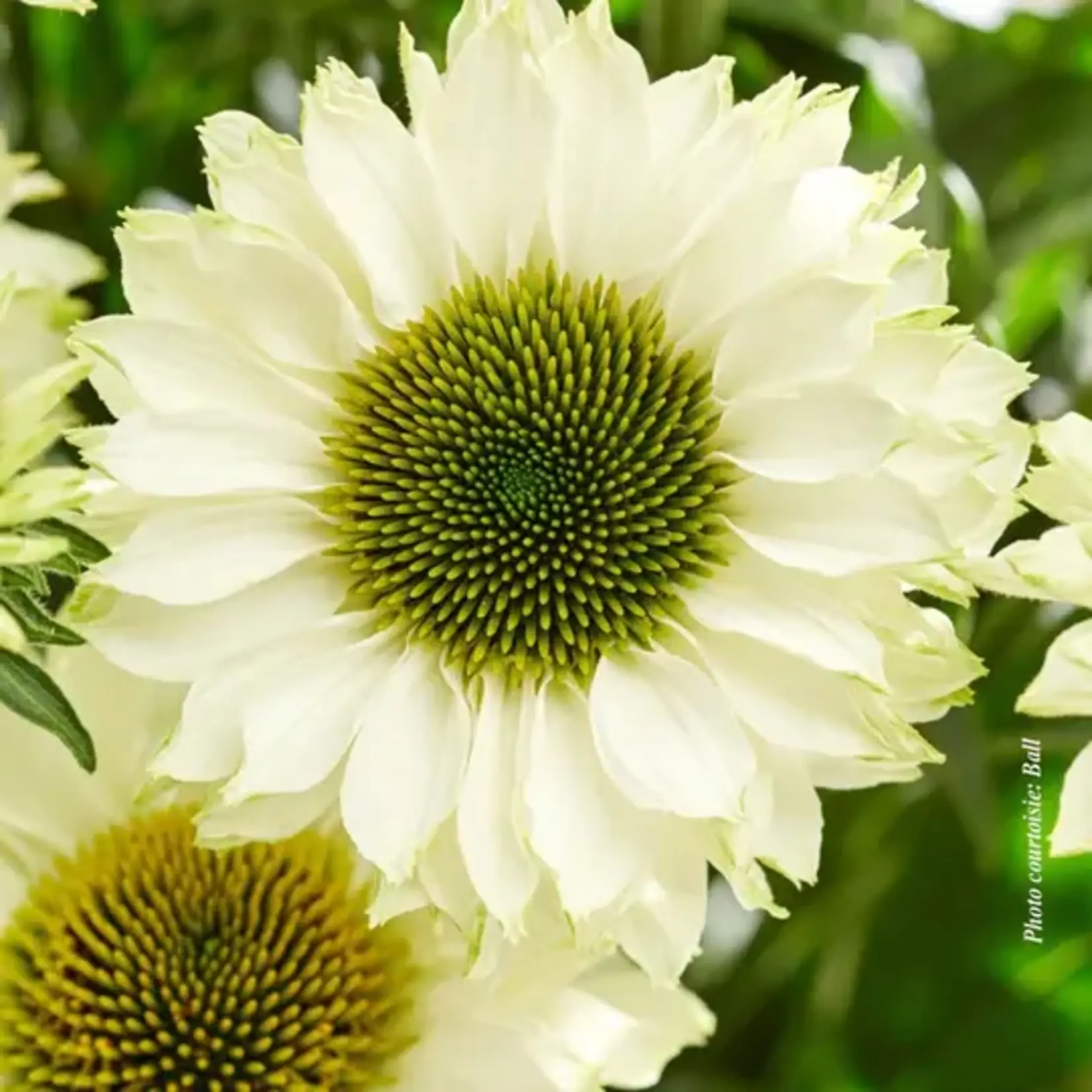 White Perfection Cone Flower 1G