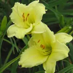 Daylily - Happy Returns 2G