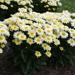 Leucanthemum s Banana Cream II PW   8pot