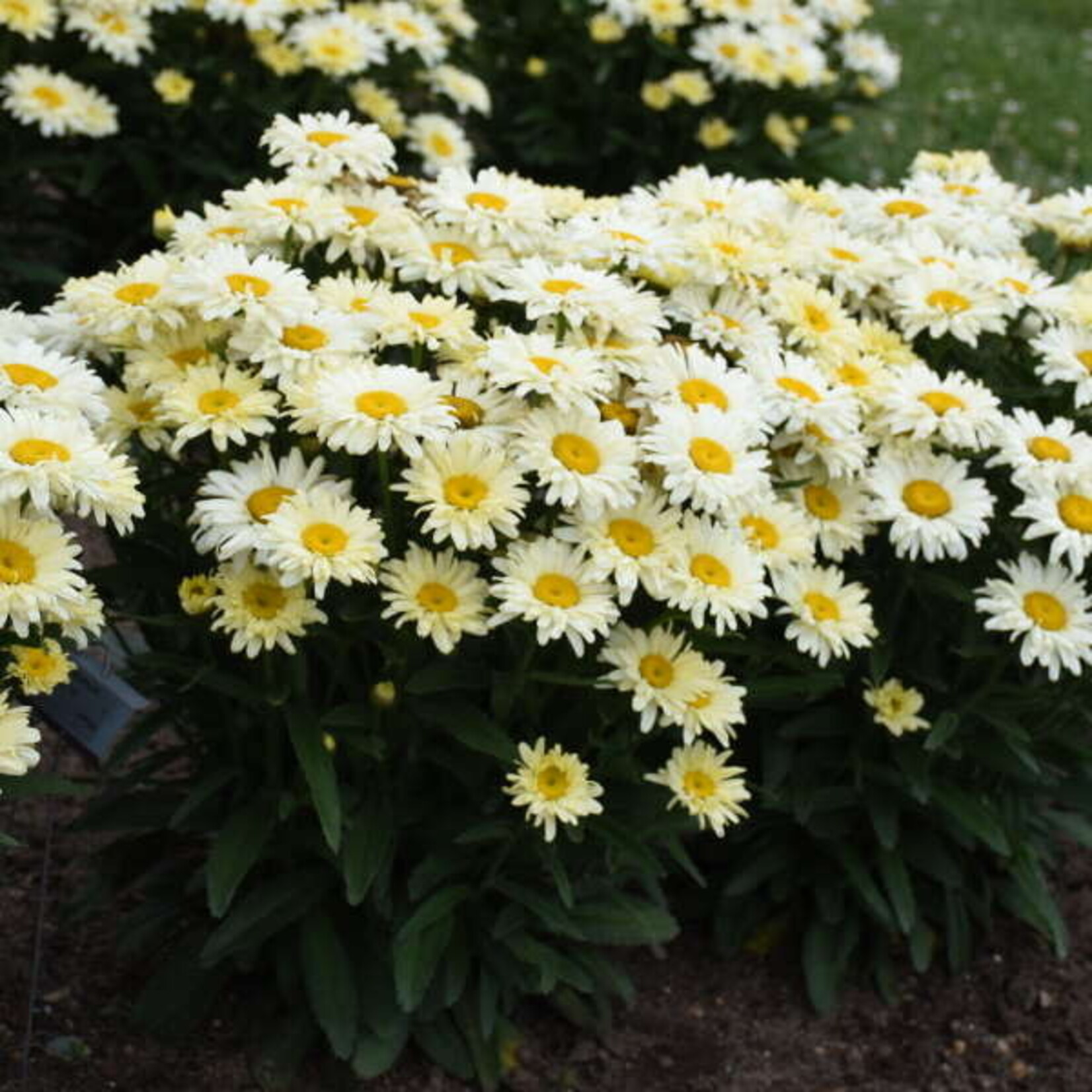 Leucanthemum s Banana Cream II PW   8pot