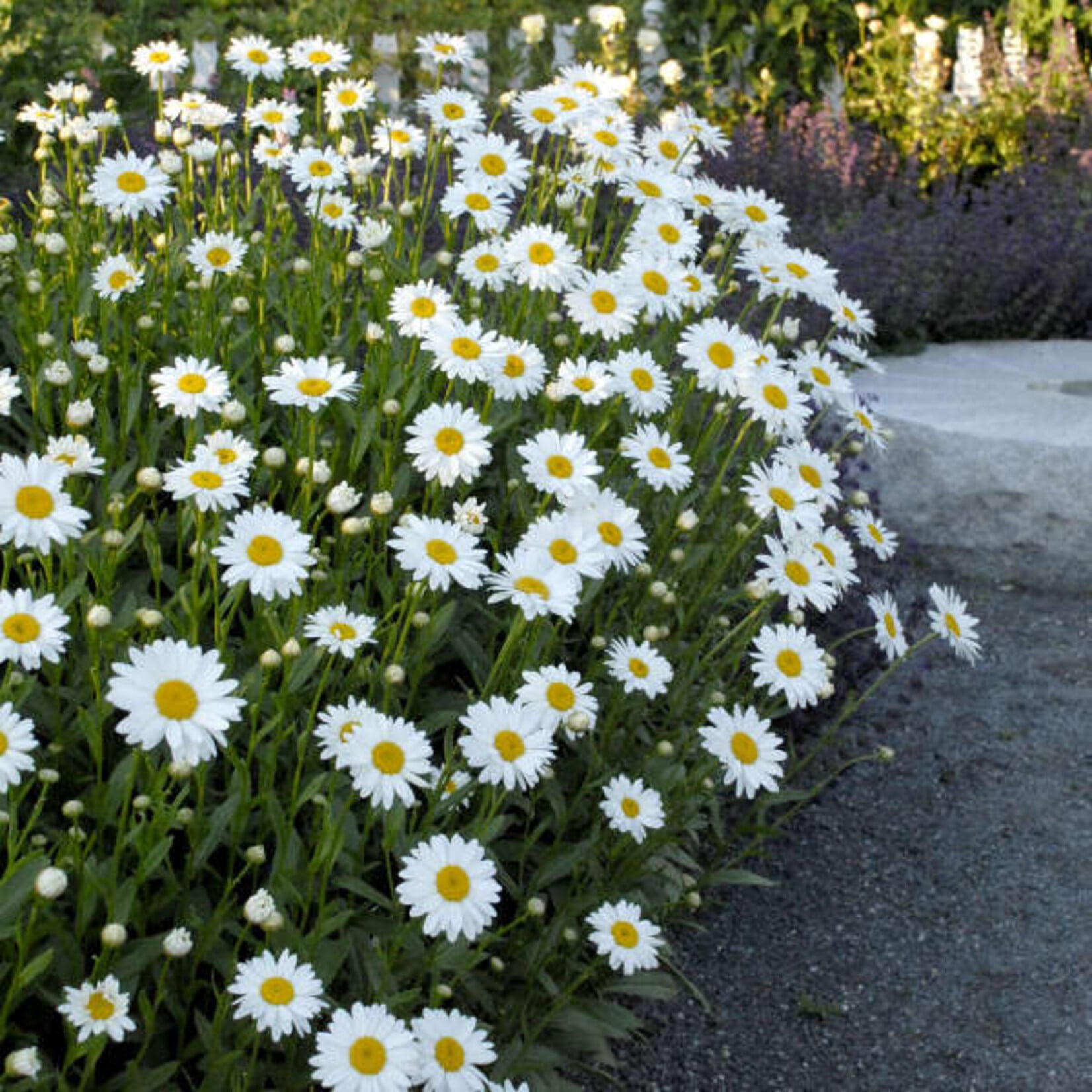 Leucanthemum superbum Becky   1G