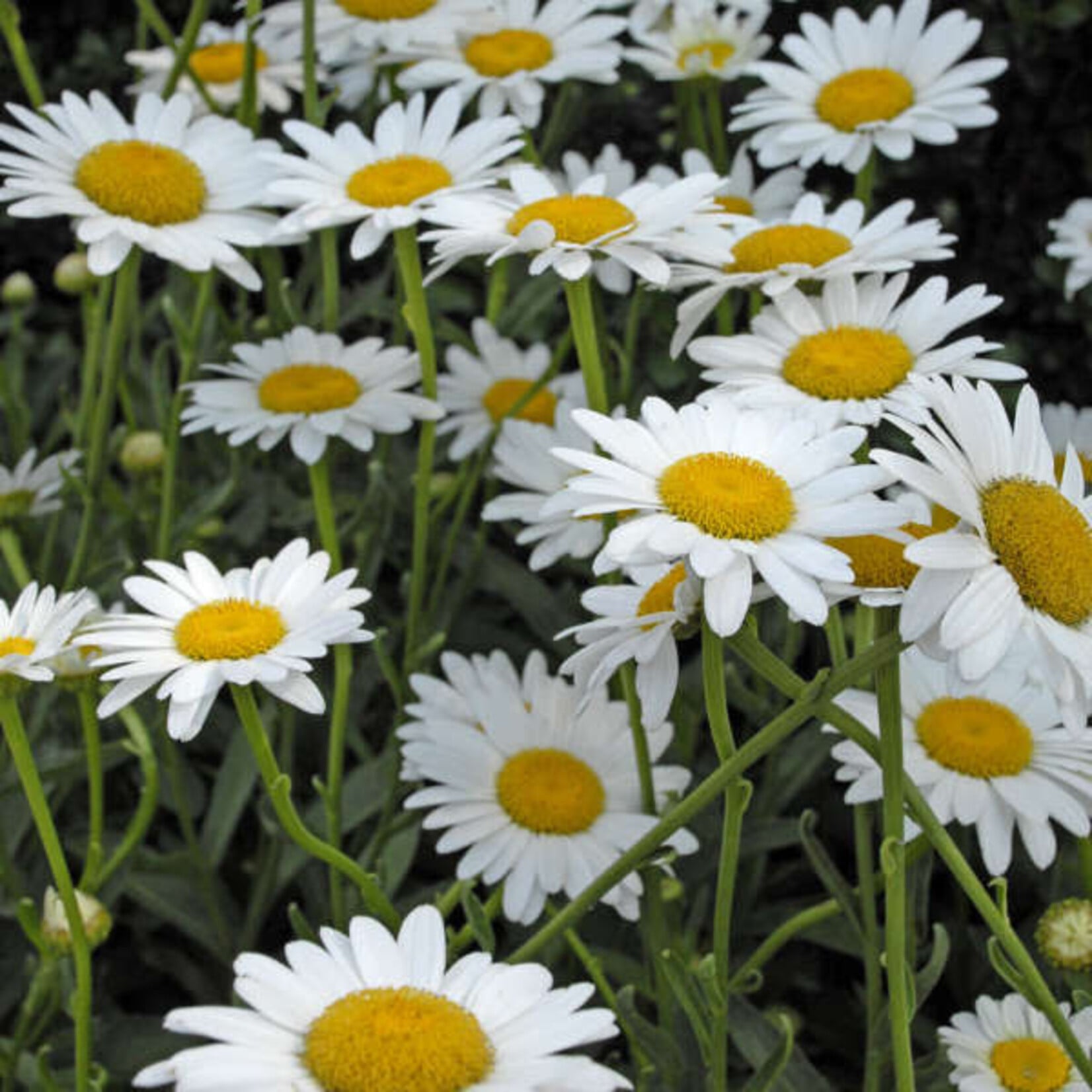 Leucanthemum superbum Becky   1G