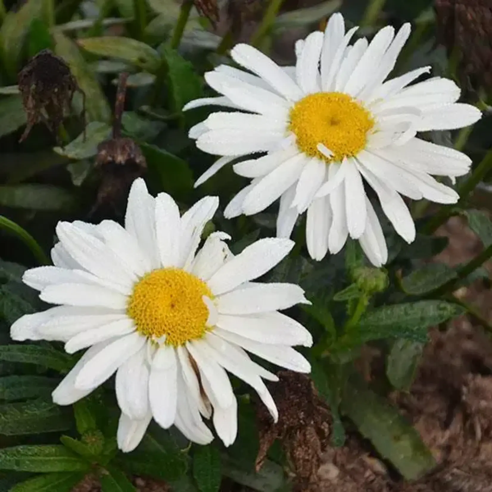 Leucanthemum Spoonful of Sugar  1G
