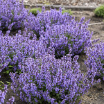 Nepeta Cats Pajamas PW  1gal