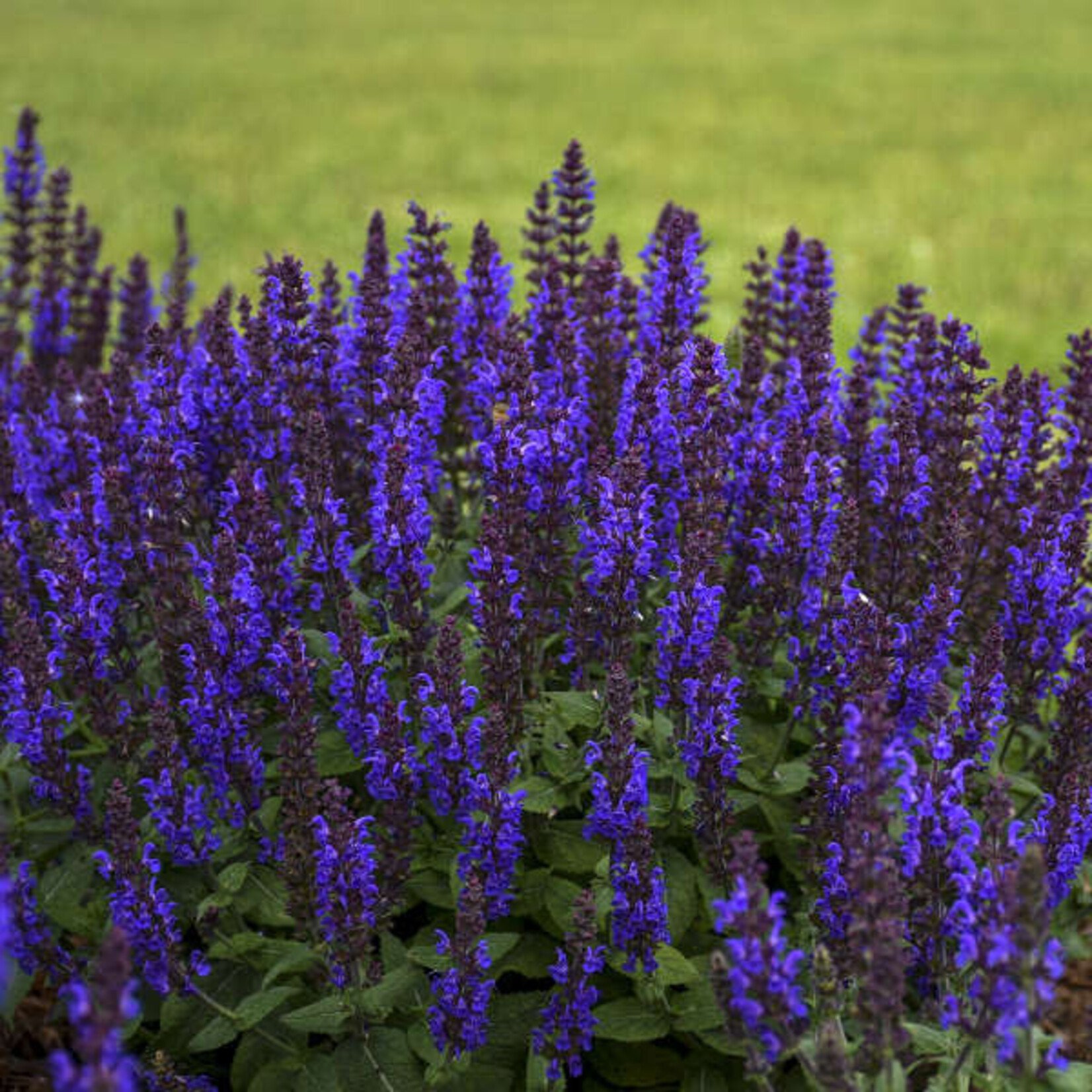 Salvia n.  Bumbleblue 1Gal