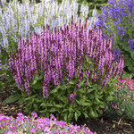Salvia n Pink Profusion PW   1Gal