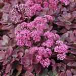 Sedum Sunsparkler Firecracker 1G