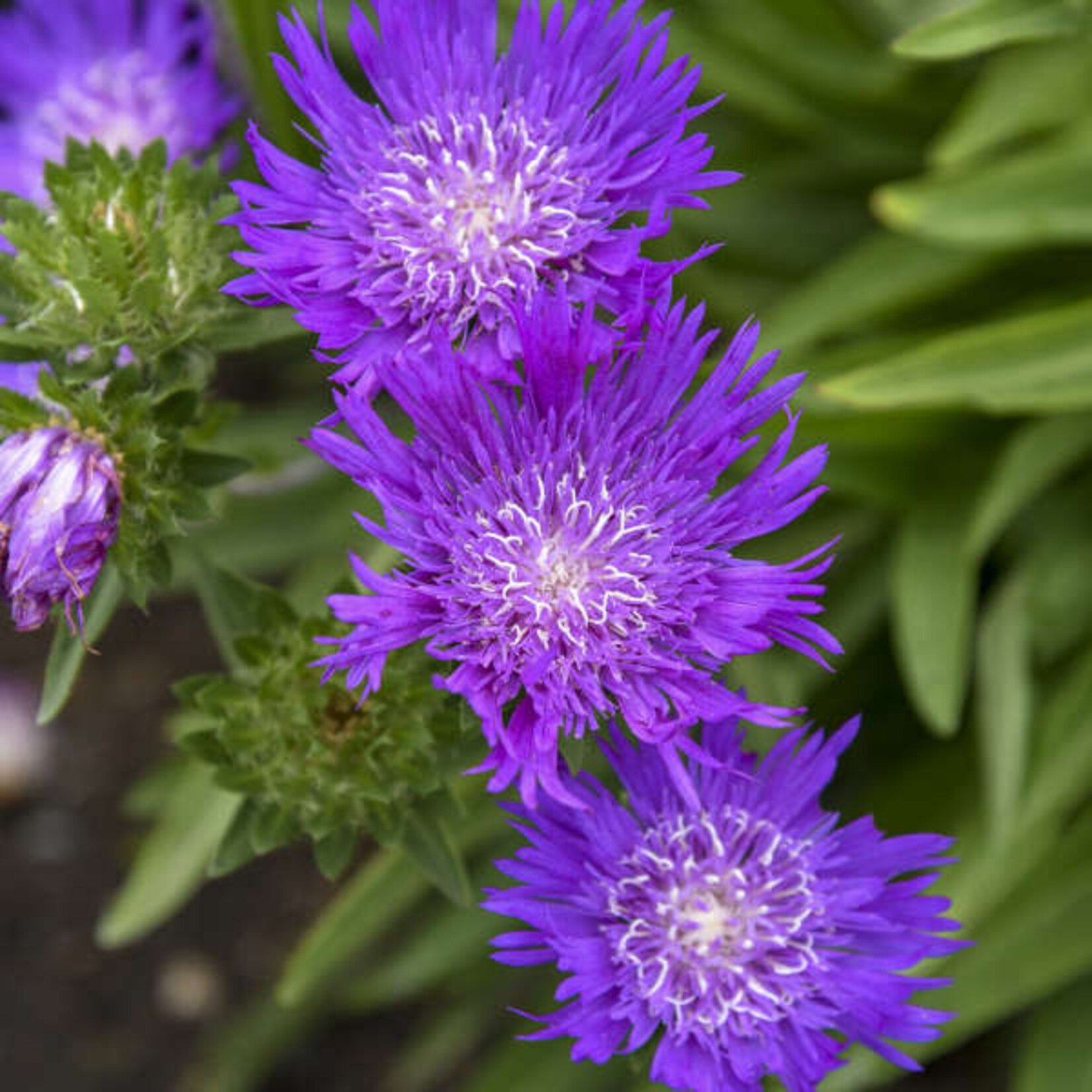Honeysong Purple Stokes' Aster
