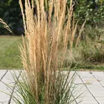 Calamagrostis a Avalanche Feather Reed Grass 1G