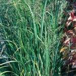 Panicum Northwind Switch Grass 1G