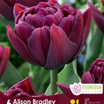 Tulip Alison Bradley 6/Pkg.