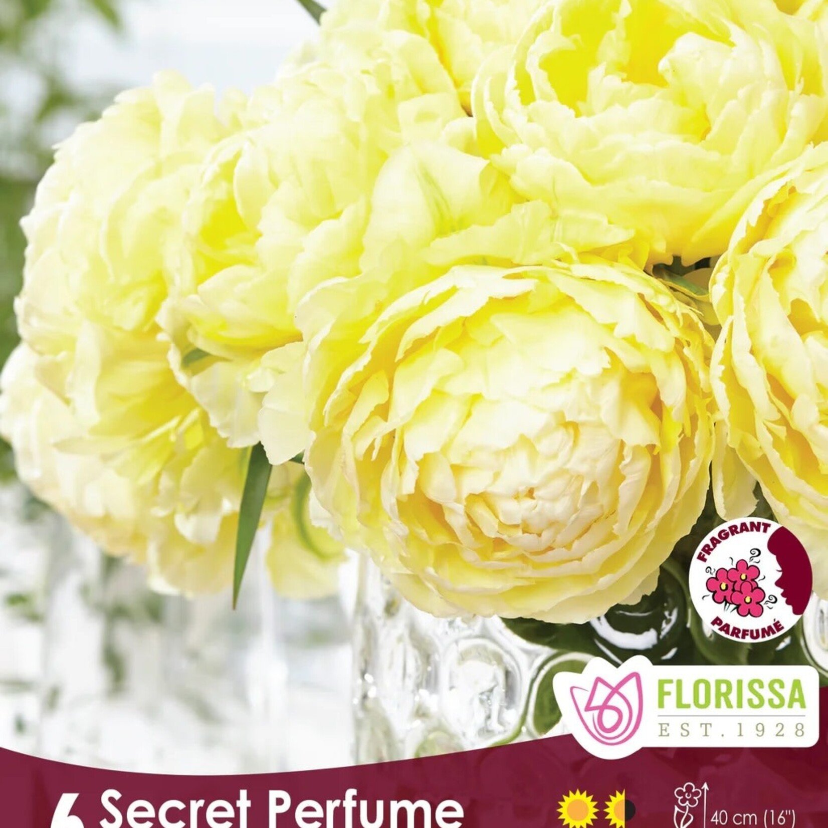 Van Noort TULIP Secret Perfume Pkg.6