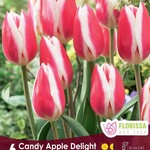 Van Noort Tulip Candy Apple Delight  Pkg.6