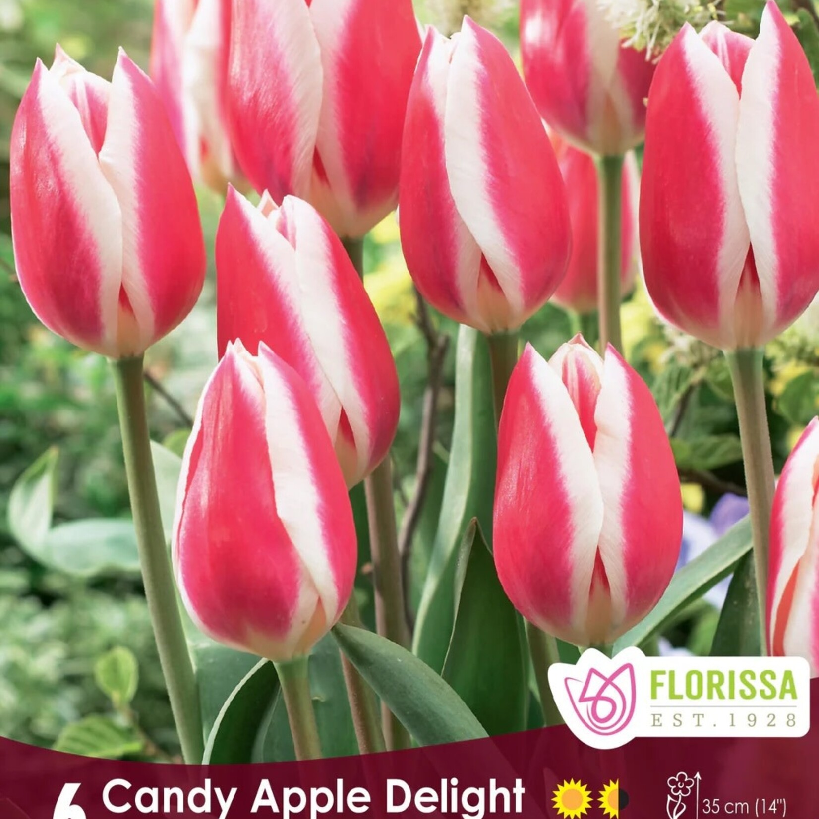 Van Noort Tulip - Candy Apple Delight 6/Pkg