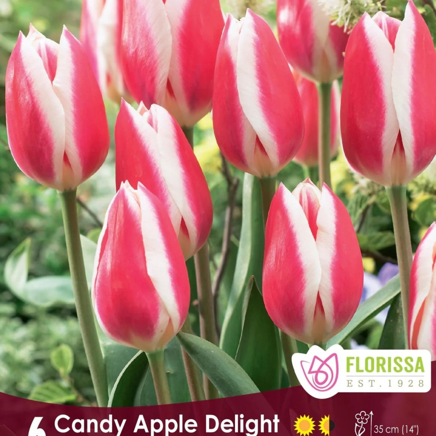 Van Noort Tulip Candy Apple Delight Pkg.6