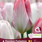 Van Noort Tulip - Flaming Purissima 6/Pkg