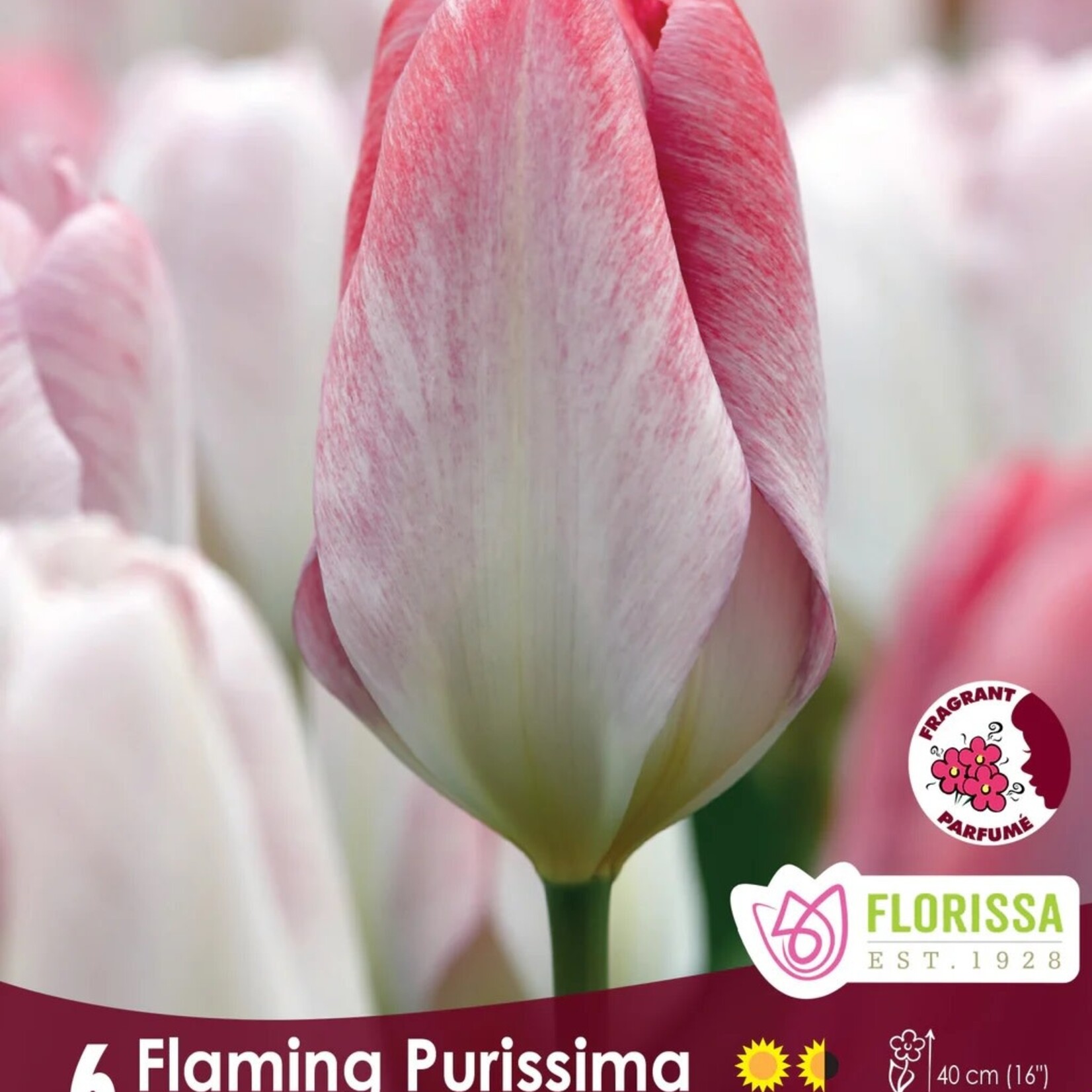 Van Noort Tulip - Flaming Purissima 6/Pkg