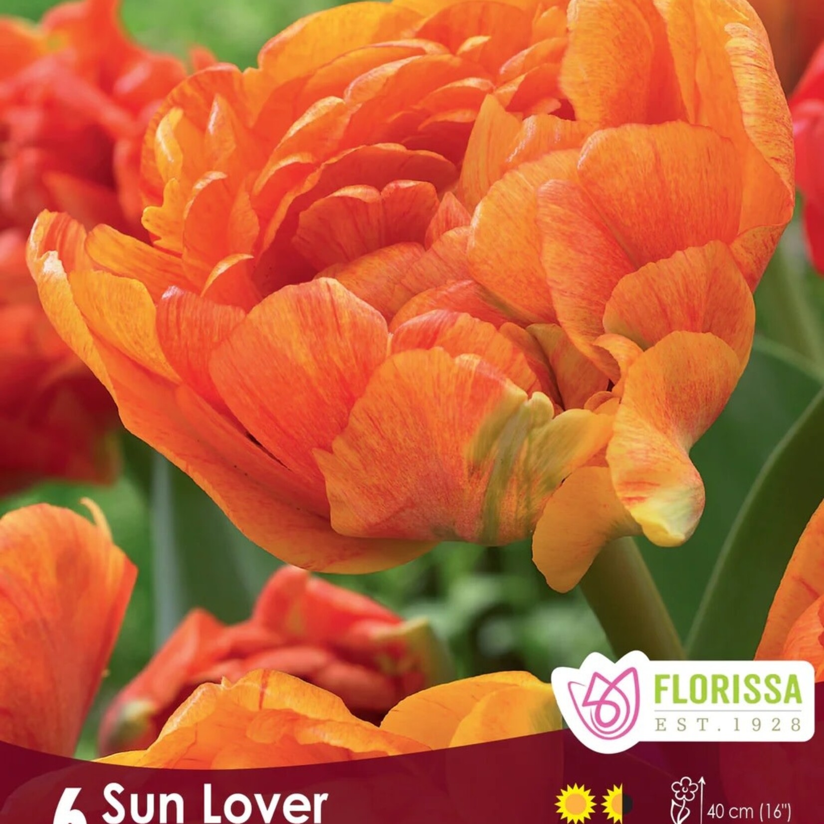 Van Noort TULIP Dbl Peony Sun Lover Pkg.6