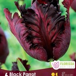 Van Noort TULIP Black Parrot  Pkg.6