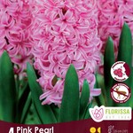 Van Noort HYACINTH Pink Pearl  Pkg.4