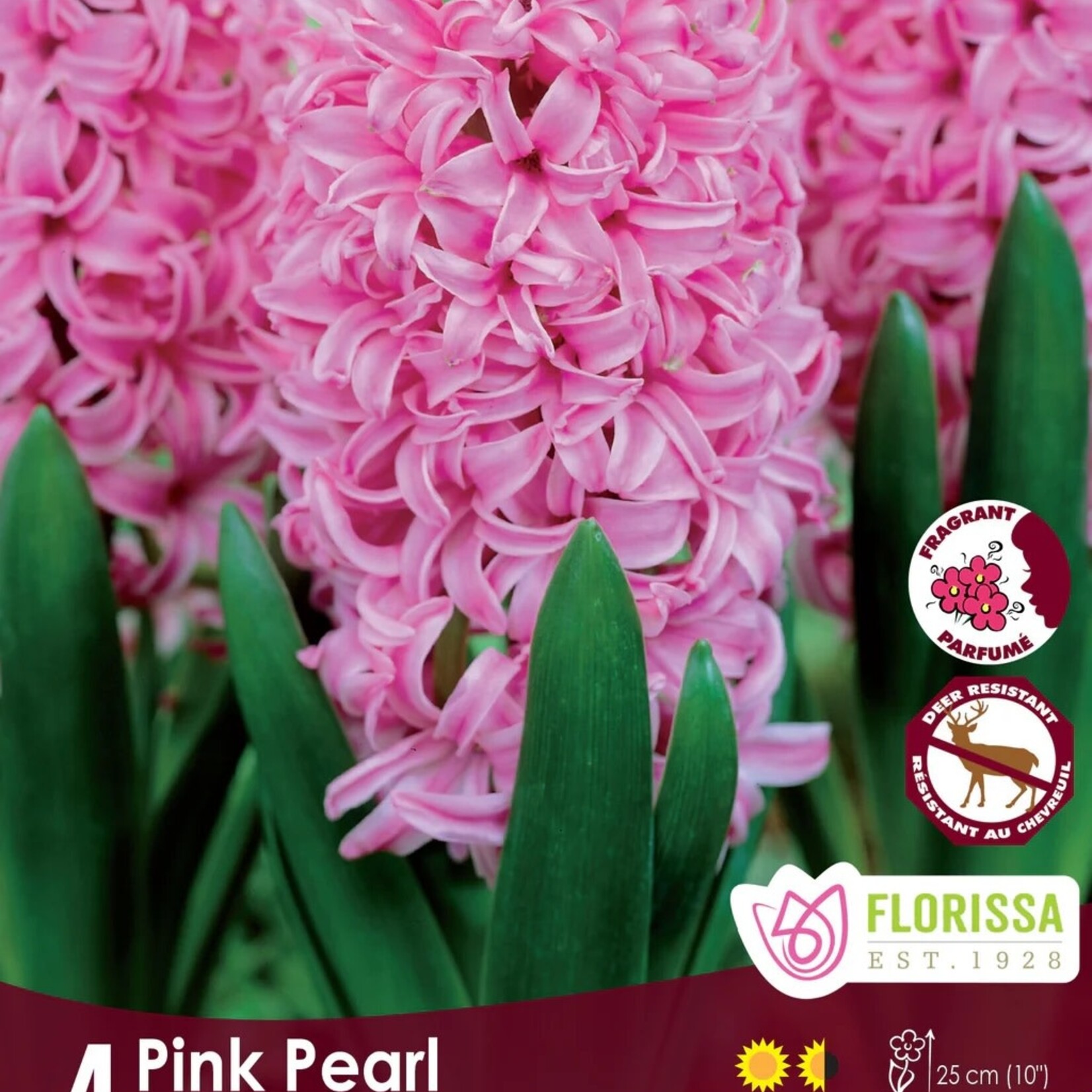 Van Noort HYACINTH Pink Pearl Pkg.4