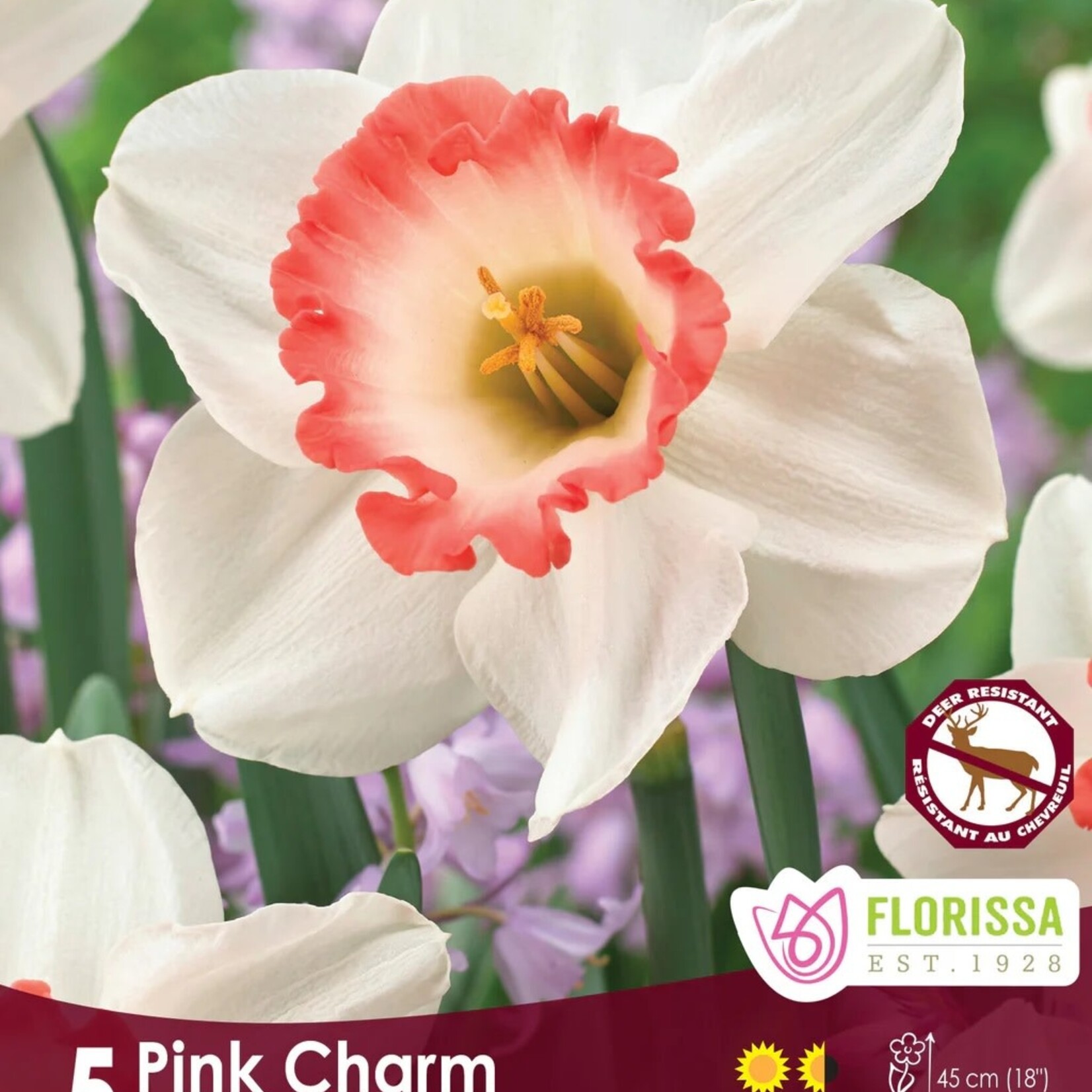 Van Noort Narcissus -  Pink Charm 5/Pkg