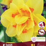 Van Noort Dbl NARC. Tahiti  5/Pkg.