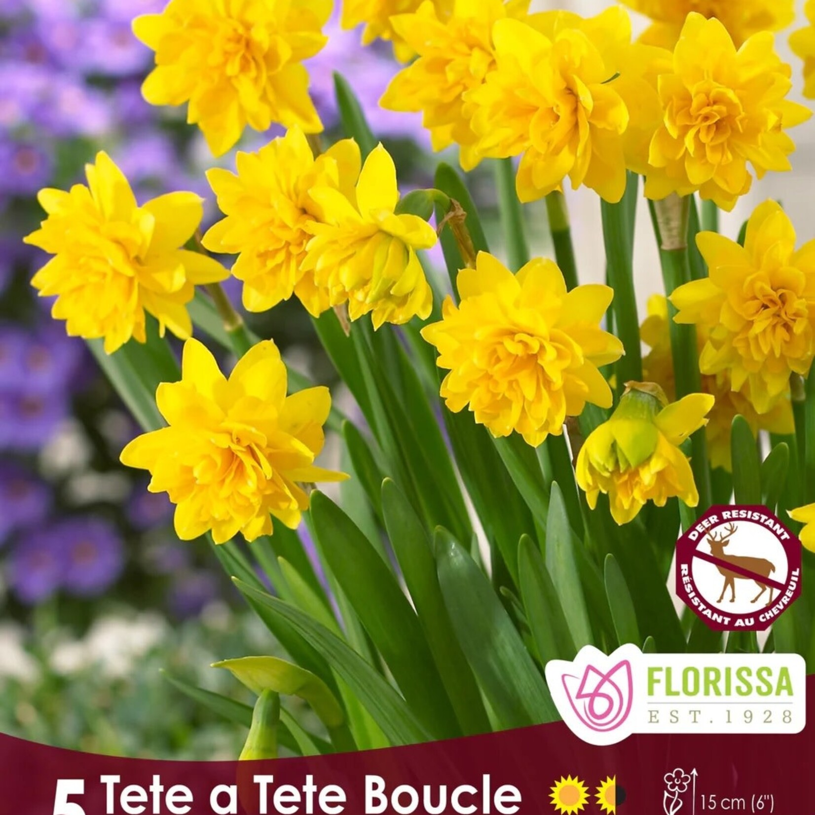 Van Noort Narcissus - Tete a Tete Boucle 5/Pkg