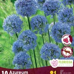 Van Noort Allium - Azureum 10/Pkg