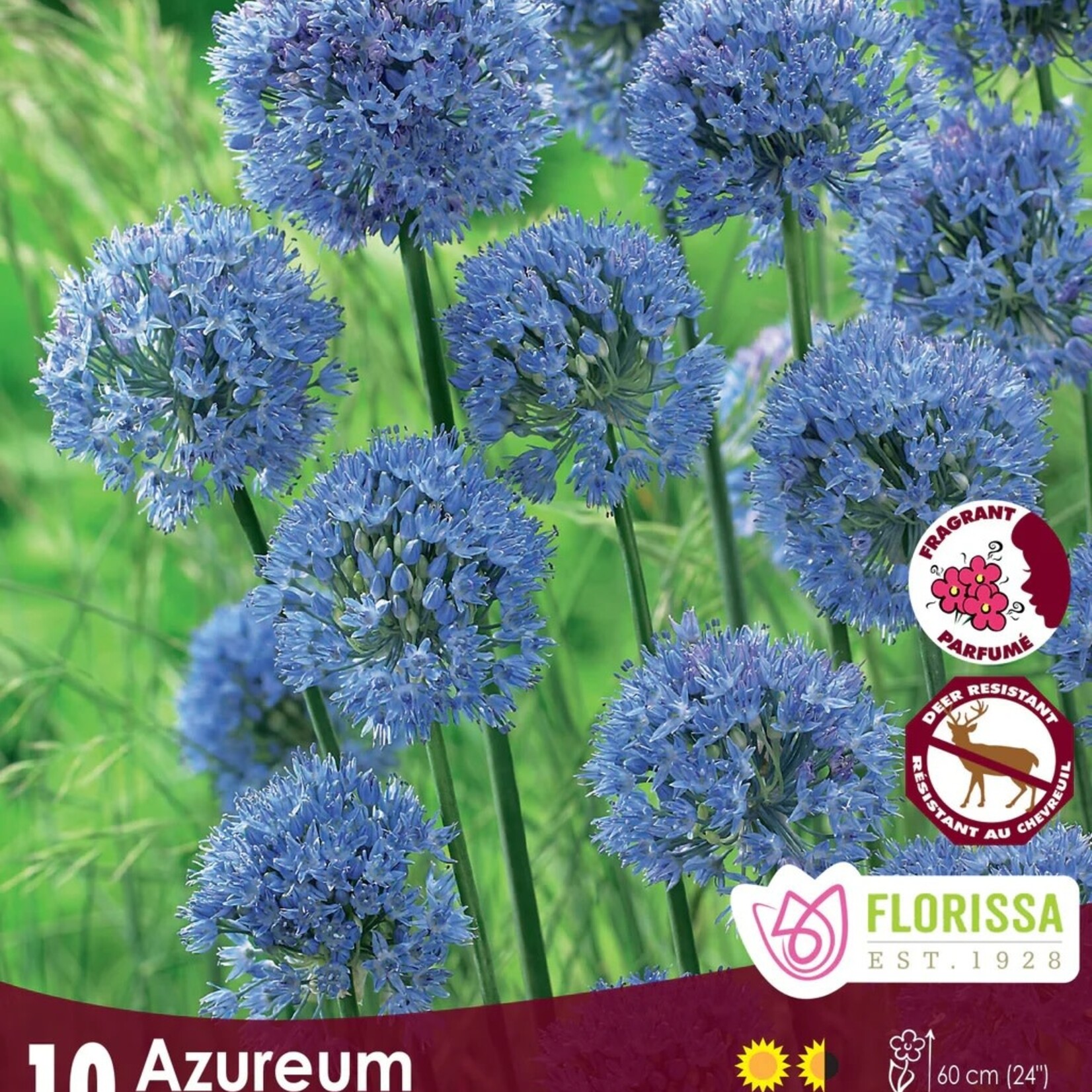 Van Noort Allium - Azureum 10/Pkg