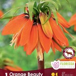 Van Noort FRITILLARIA Orange Beauty  Pkg.1