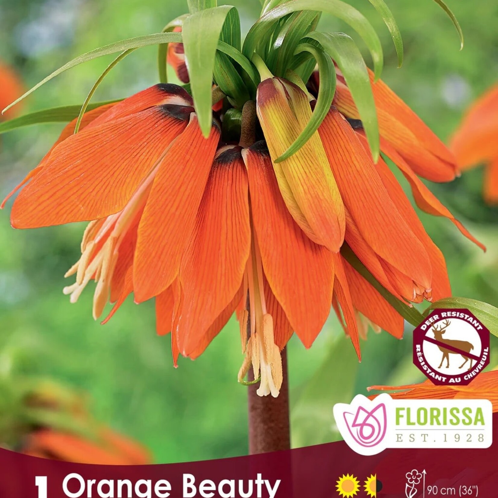 Van Noort FRITILLARIA Orange Beauty Pkg.1