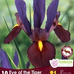 Van Noort IRIS Dutch Eye of the Tiger  Pkg.10